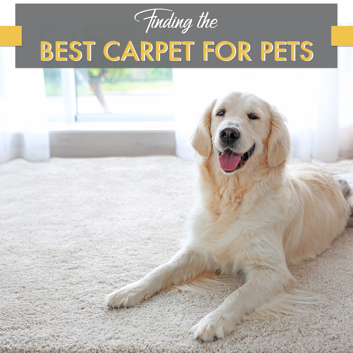 how to find the best carpet for pets